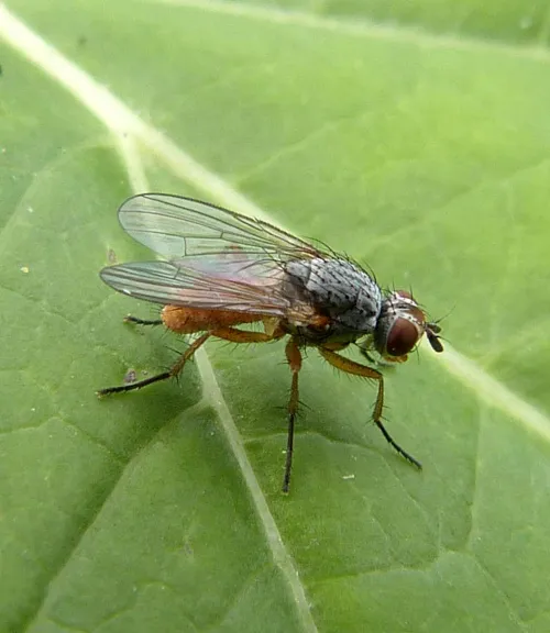 Pegomya bicolor - photo 6