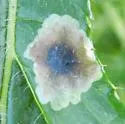 Pegomya carduorum