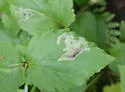 Pegomya depressiventris - photo 2