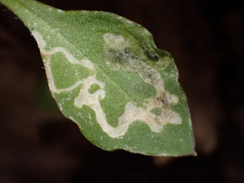 Pegomya flavifrons