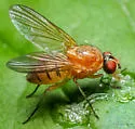 Pegomya geniculata