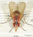 Pegomya geniculata - photo 3