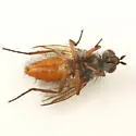 Pegomya pseudobicolor - photo 2