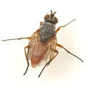 Pegomya pseudobicolor - photo 3