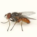 Pegomya pseudobicolor - photo 4
