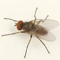 Pegomya rufescens - photo 2
