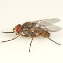 Pegomya rufescens - photo 3