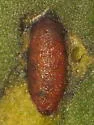 Pegomya rufescens - photo 4