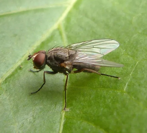 Pegomya hyoscyami