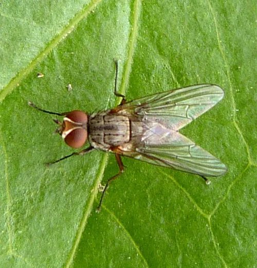 Pegomya hyoscyami - photo 4