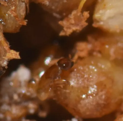 Pegoscapus mexicana