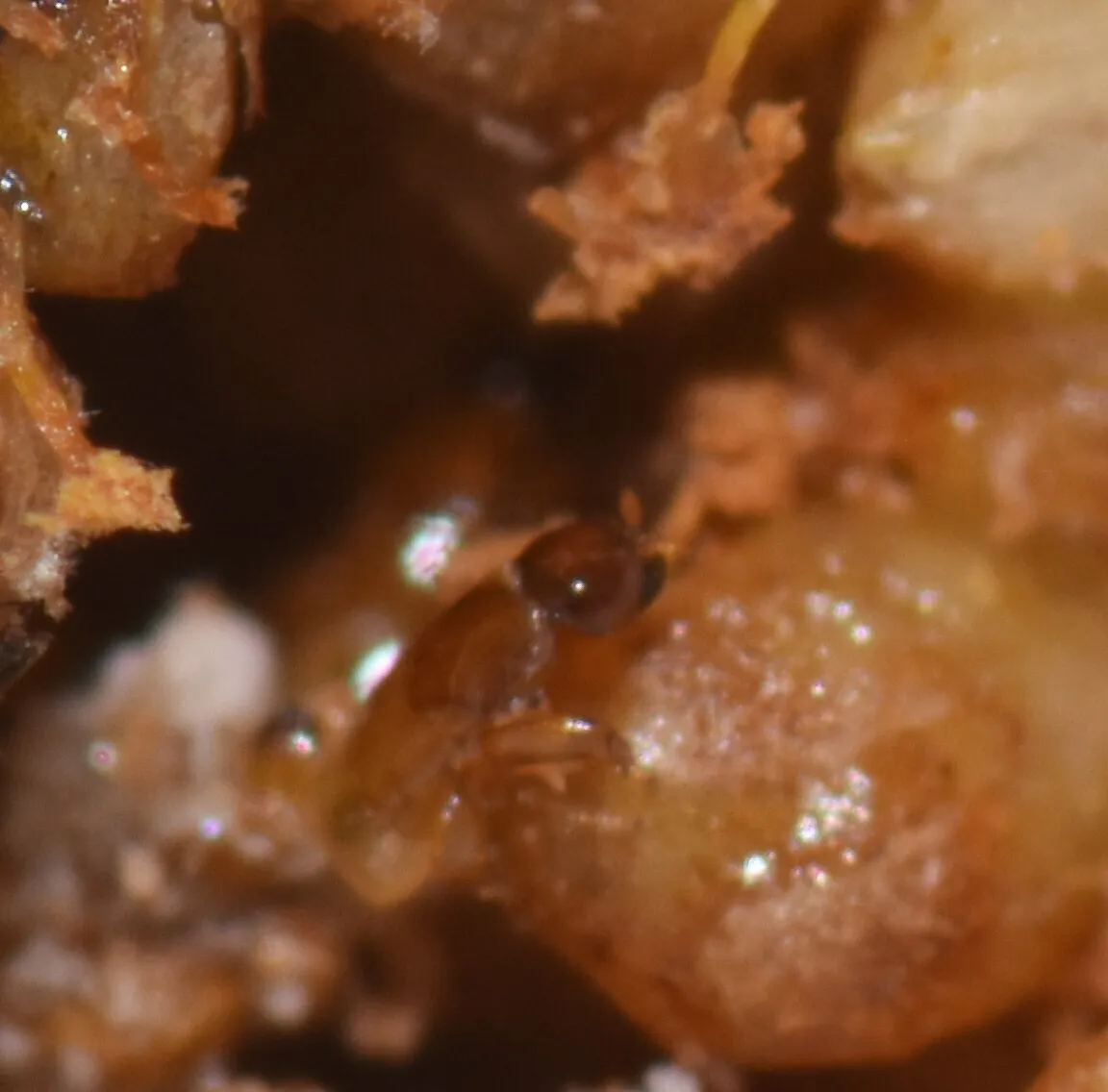 Pegoscapus mexicana - photo 3