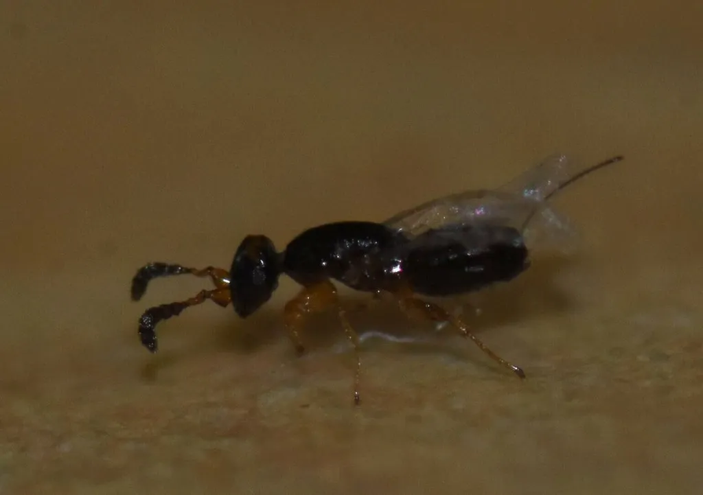 Pegoscapus williamsi - photo 2