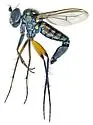 Pelastoneurus dissimilipes
