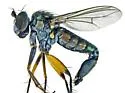 Pelastoneurus dissimilipes - photo 2