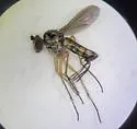 Pelastoneurus kansensis