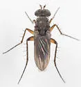 Pelastoneurus lugubris