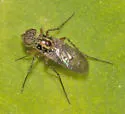 Pelastoneurus umbripictus