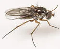 Pelastoneurus vagans