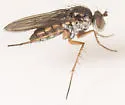 Pelastoneurus vagans - photo 2