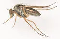 Pelastoneurus vagans - photo 3