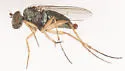 Pelastoneurus vagans - photo 4