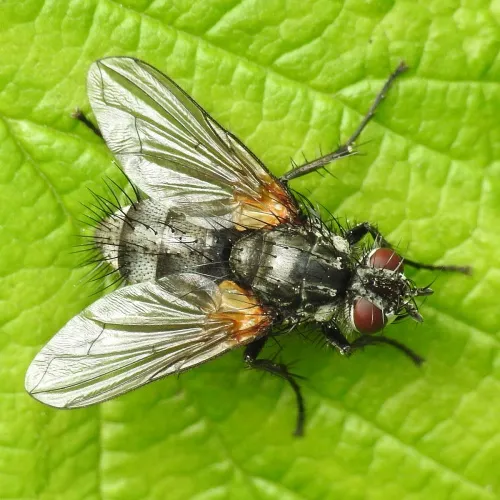 Pelatachina tibialis