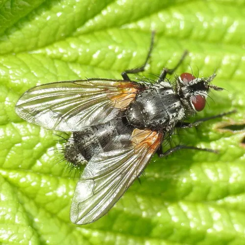 Pelatachina tibialis - photo 2