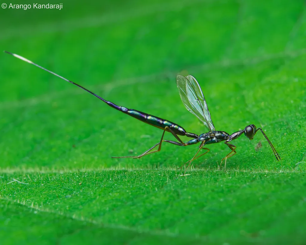 Pelecinellidae - Pelecinellidae