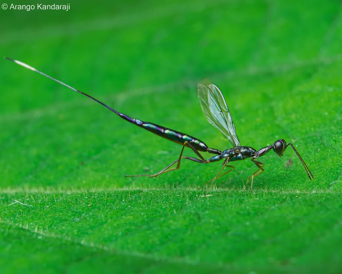 Pelecinellidae - photo 2
