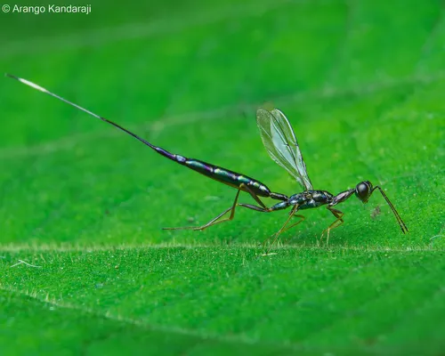 Pelecinellidae - photo 3