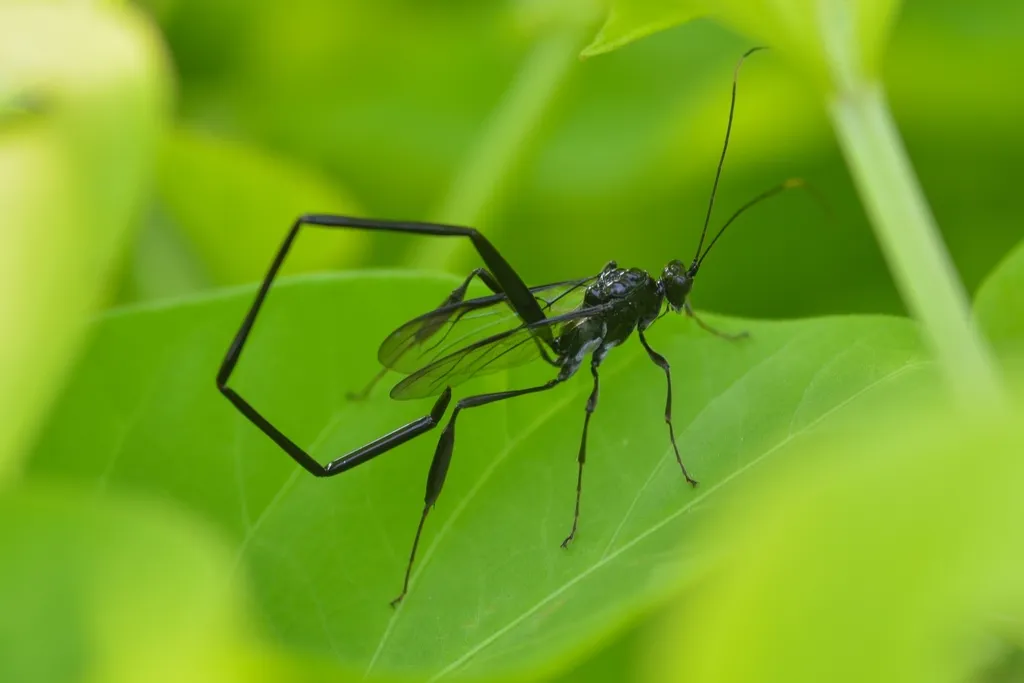 Pelecinid Wasps - Pelecinidae