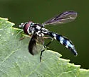 Pelecinobaccha costata - photo 4