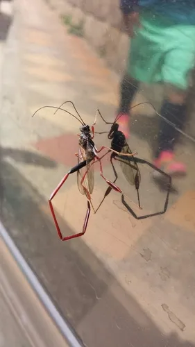 Red South American Pelecinid Wasp