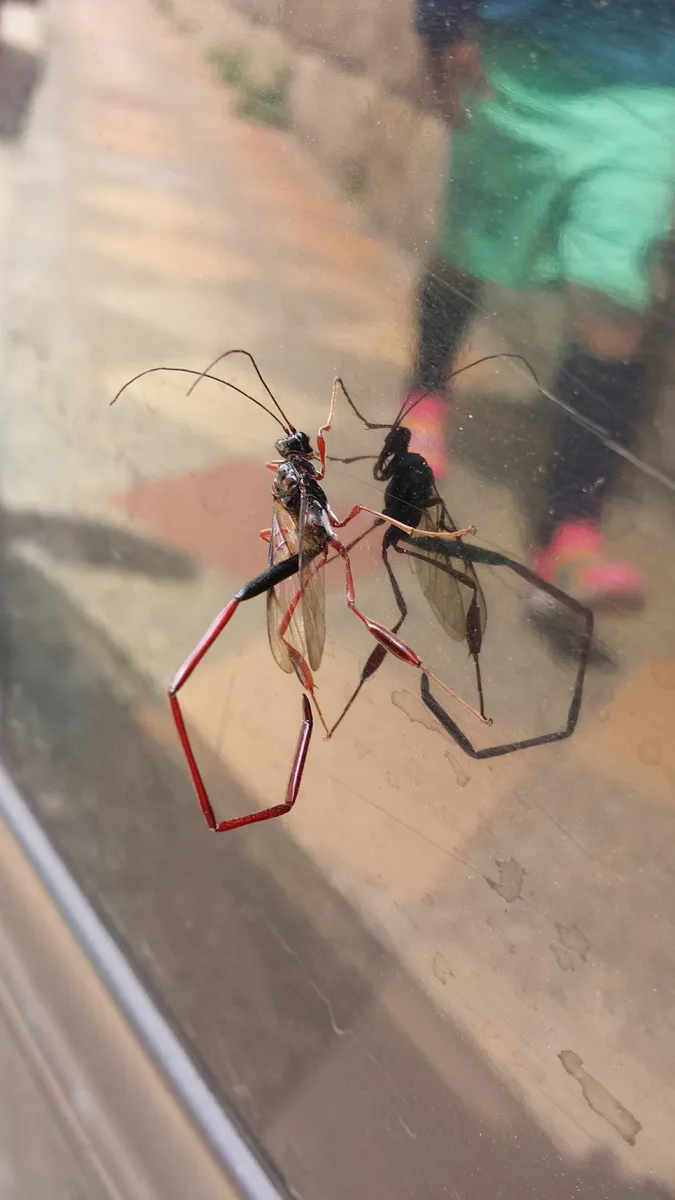 Red South American Pelecinid Wasp - photo 3