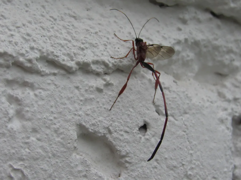 Red Mexican Pelecinid Wasp - photo 2