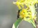 Pelecocera pergandei