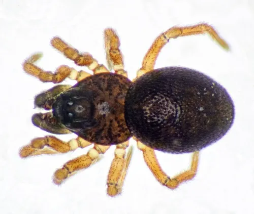 Pelecopsis parallela