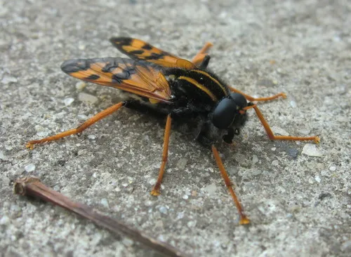 Pelecorhynchid Snipe Flies - Pelecorhynchidae