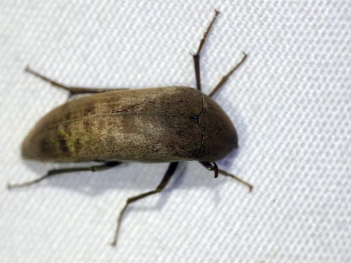 Pelecotoides mastersii