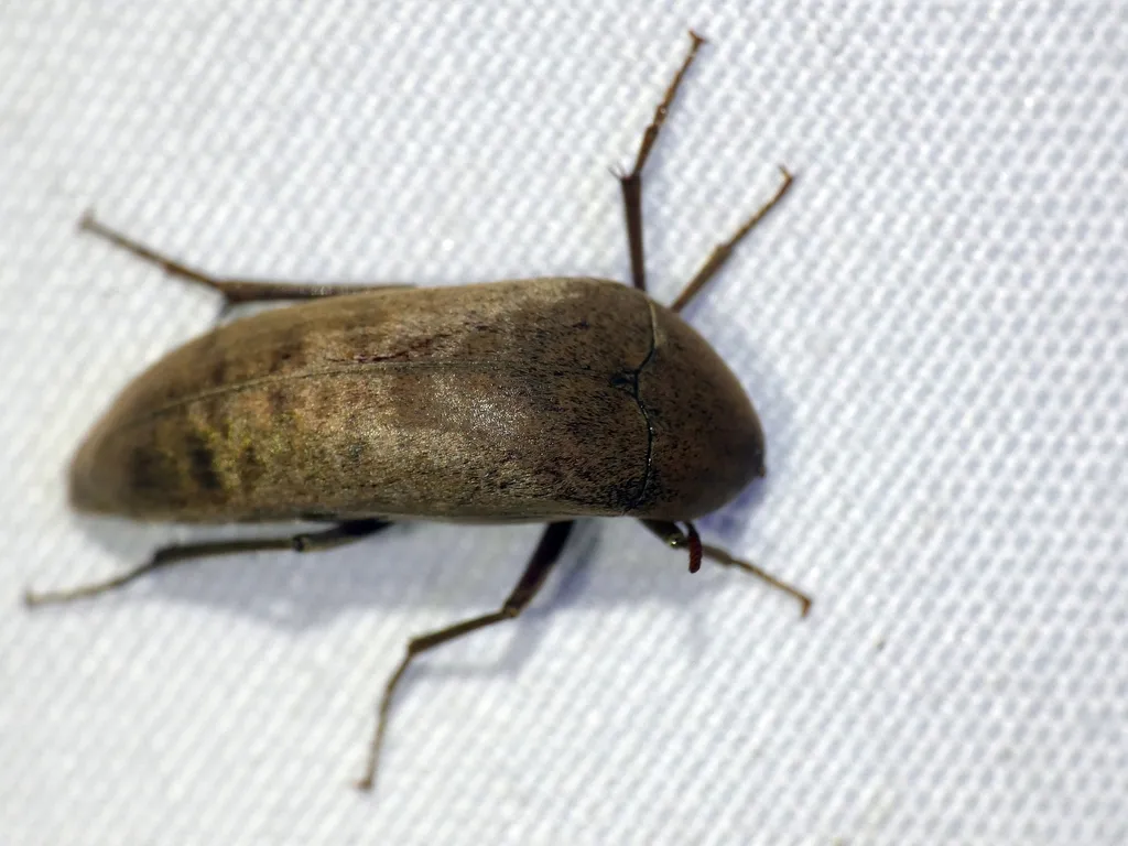 Pelecotoides mastersii - photo 2