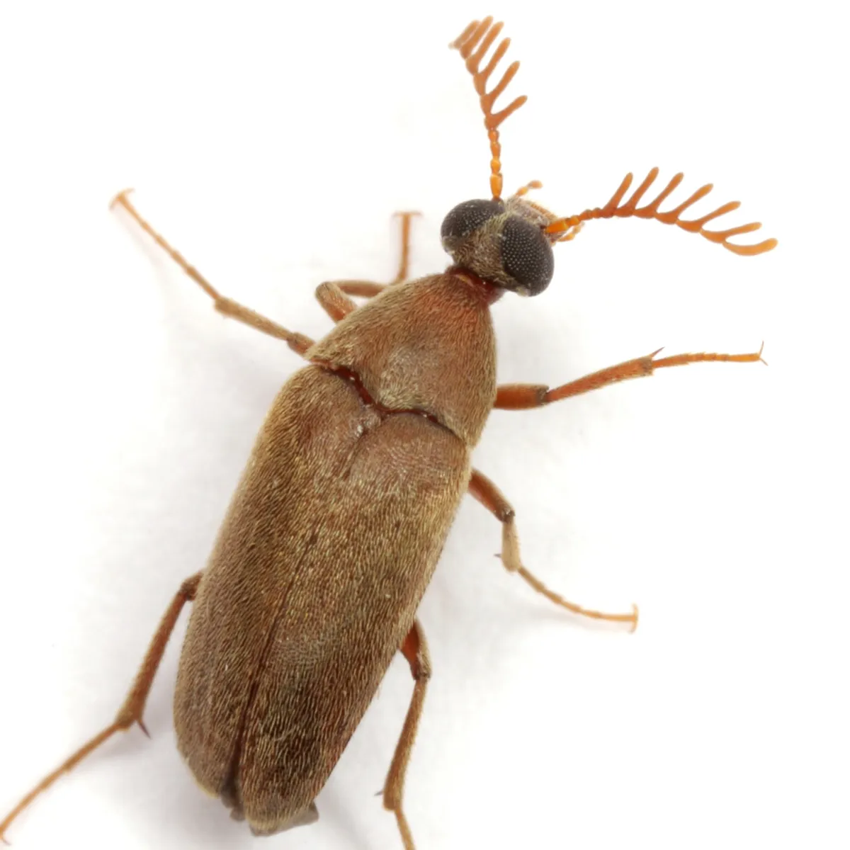 Pelecotoides schaefferi - photo 3