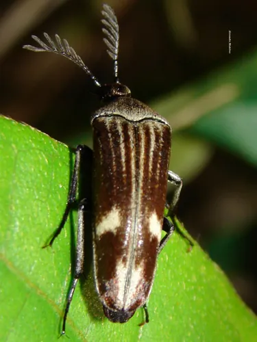 Pelecotoides succinctus