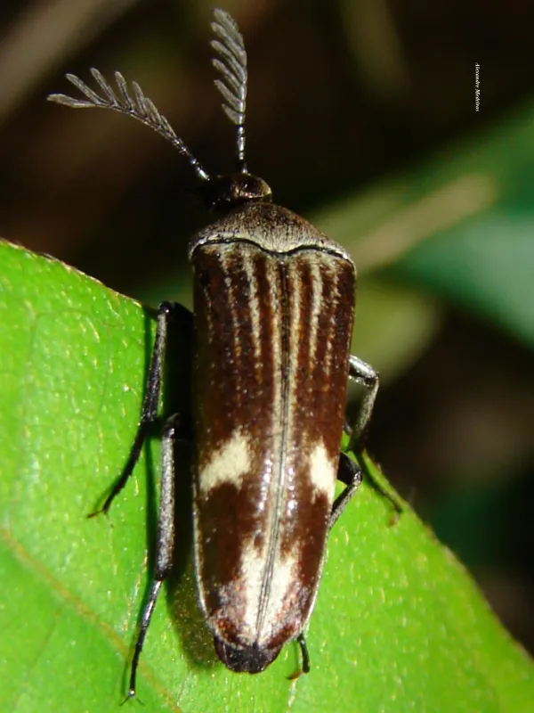 Pelecotoides succinctus - photo 2