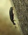 Pelecotoma flavipes - Pelecotoma flavipes