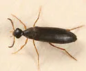 Pelecotoma flavipes - photo 2