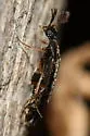 Pelecotoma flavipes - photo 3