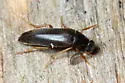 Pelecotoma flavipes - photo 4