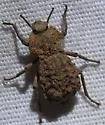 Pelecyphorus alveolatus