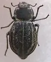 Pelecyphorus anastomosis - photo 4